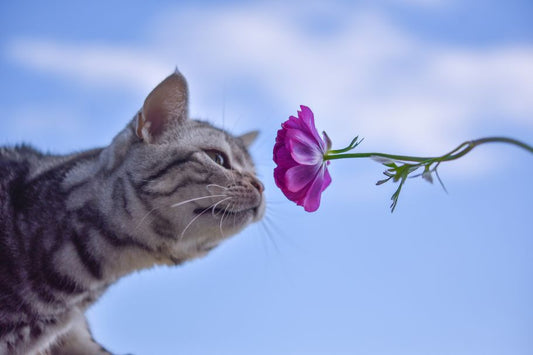 Chat entrain de sentir une fleur avec une odeur qui sert à le repousser