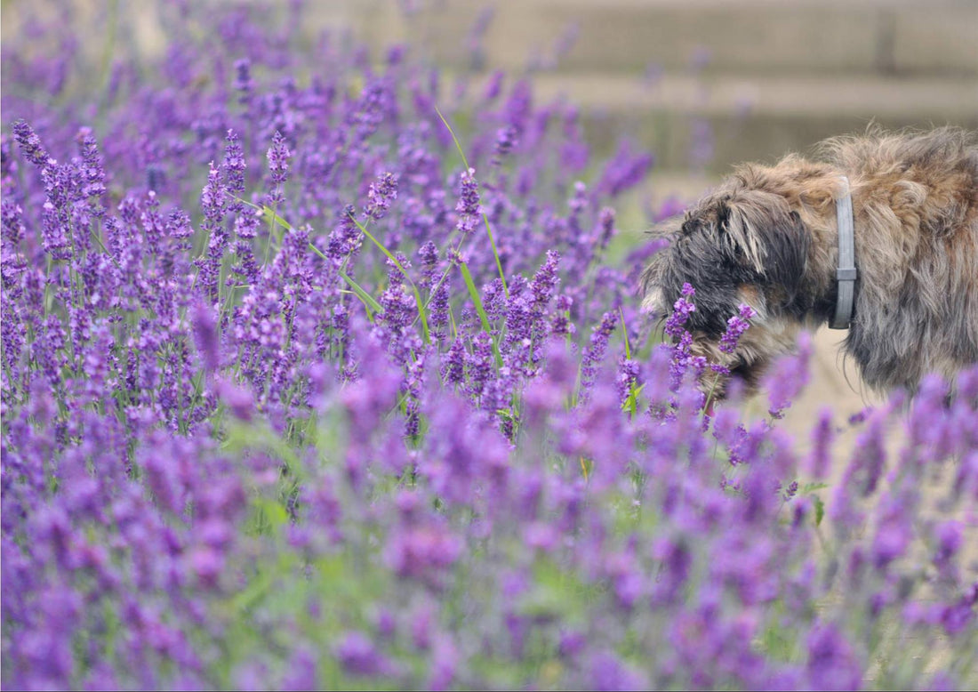 Quelles odeurs repoussent les chiens