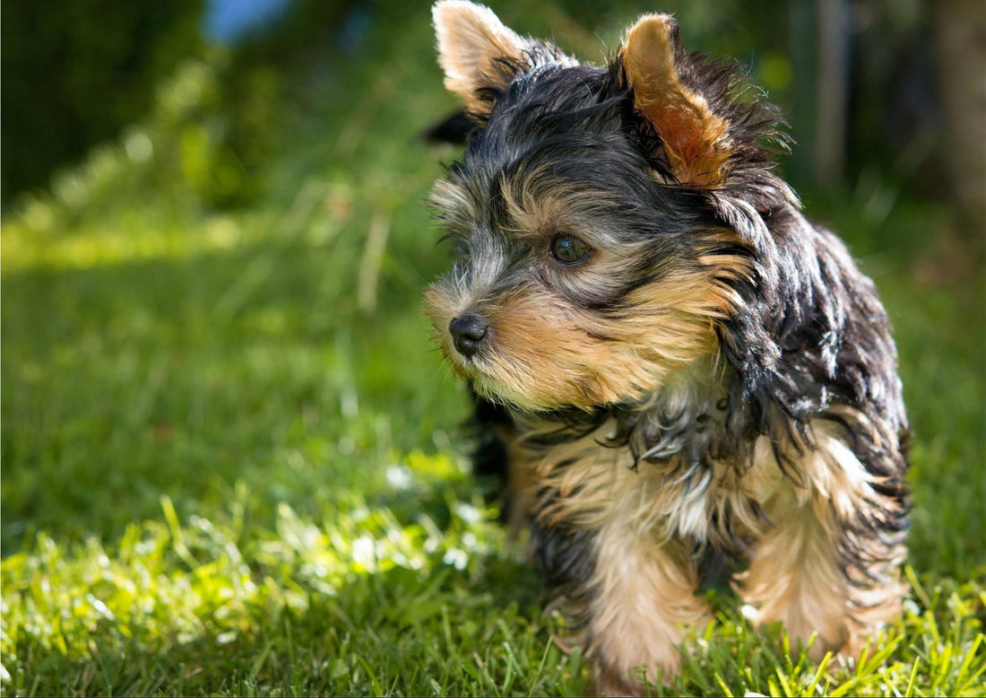 Les répulsifs à ultrasons affectent-ils les chiens ?