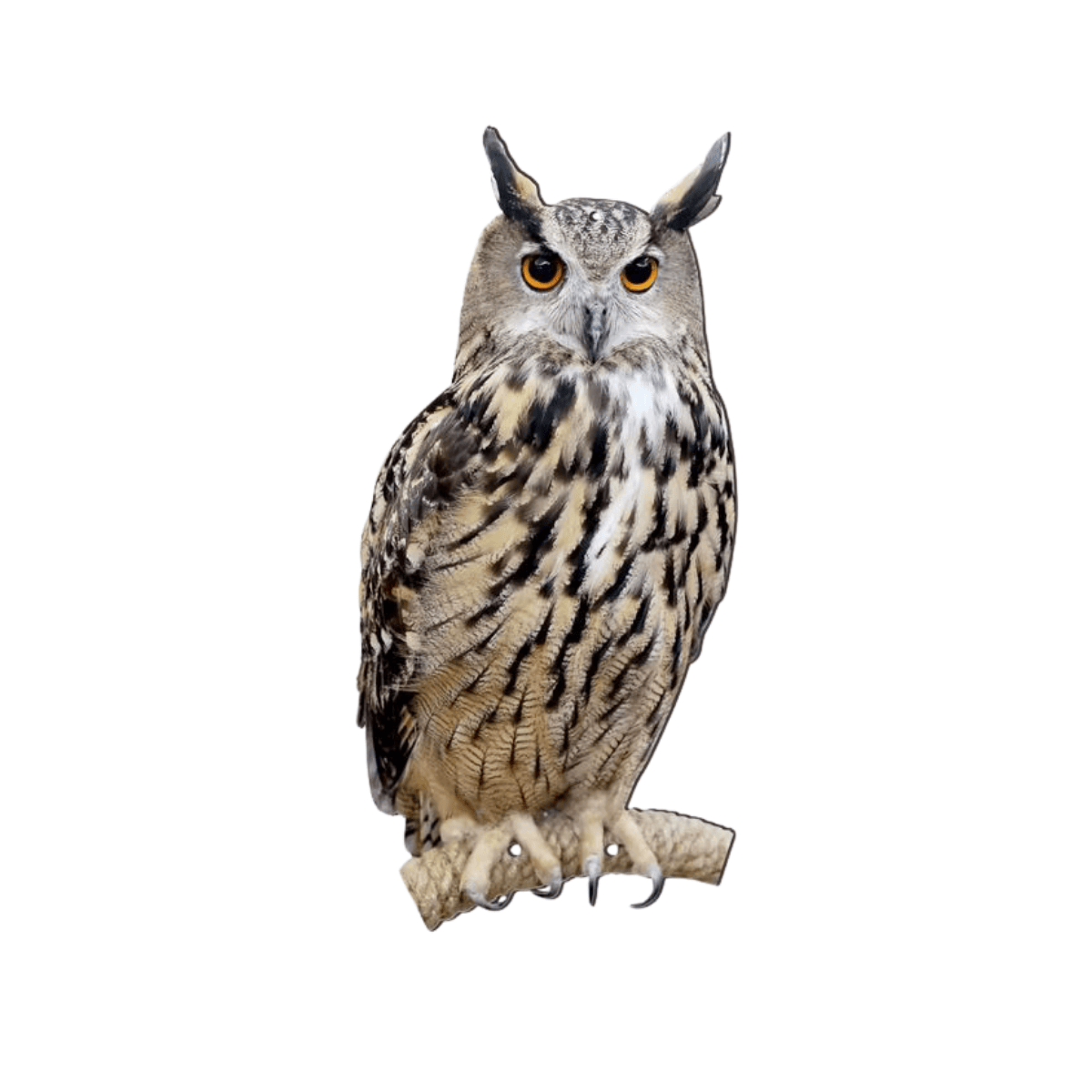 SilentOwl® - Effaroucheur Visuel Hibou Anti Pigeons et Oiseaux